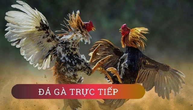 Kèo đá gà trực tiếp xuất hiện trong mọi trận đá gà